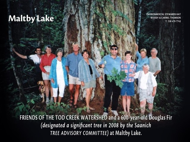 ENAC Maltby Lake - 600 yr old Doug Fir