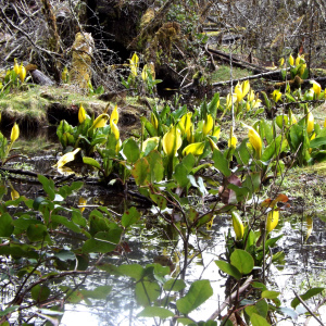 skunk-cabbage-dscf9211-copy